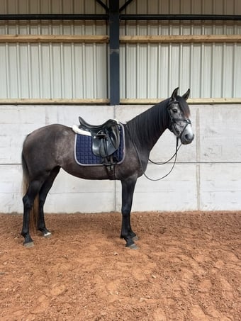 "Carlos" Bay Gelding Dressage Horse