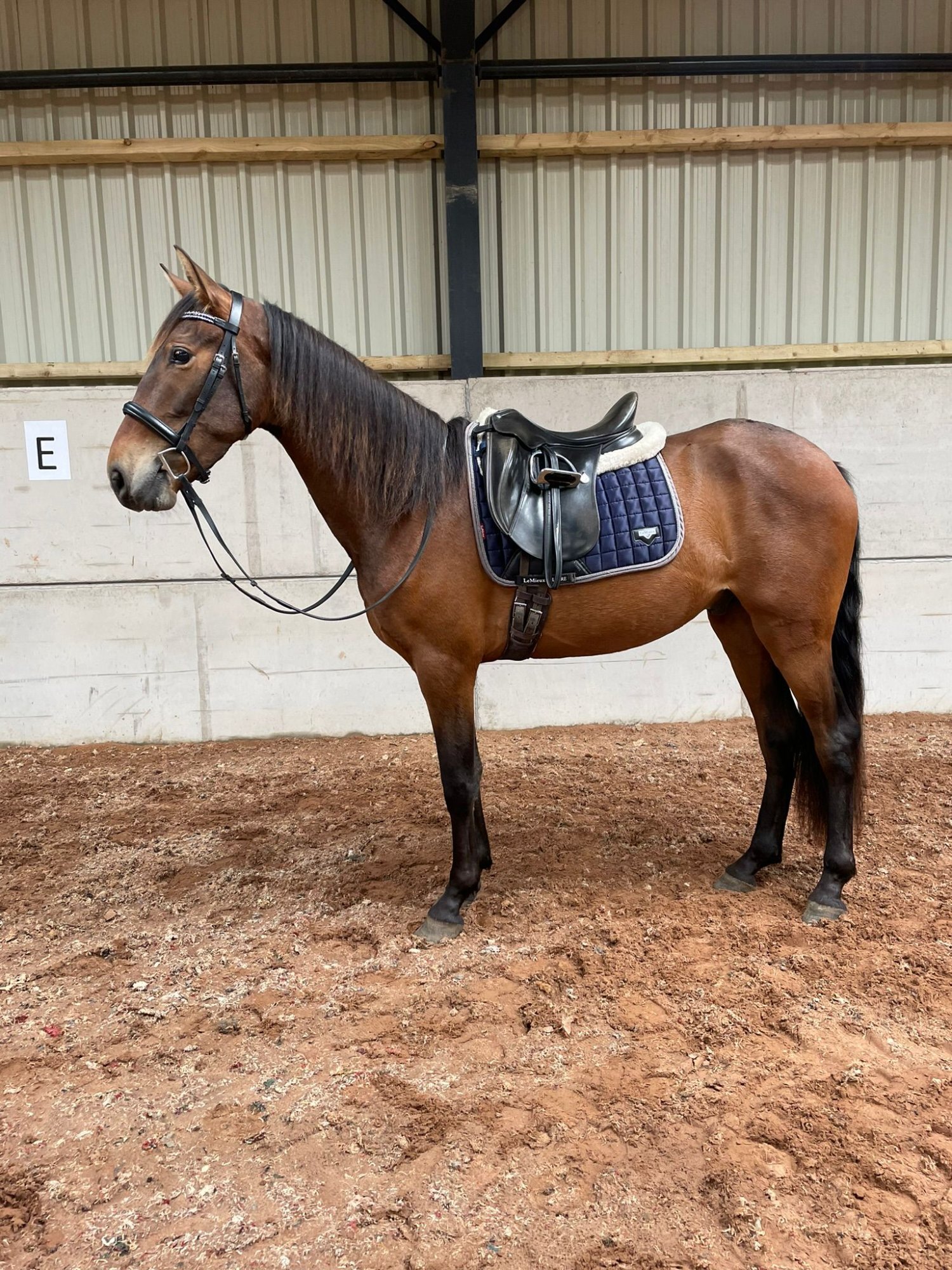 "Carlos" Bay Gelding Dressage Horse