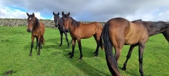 "Various names for 7 horses " Bay Filly Dressage Horse