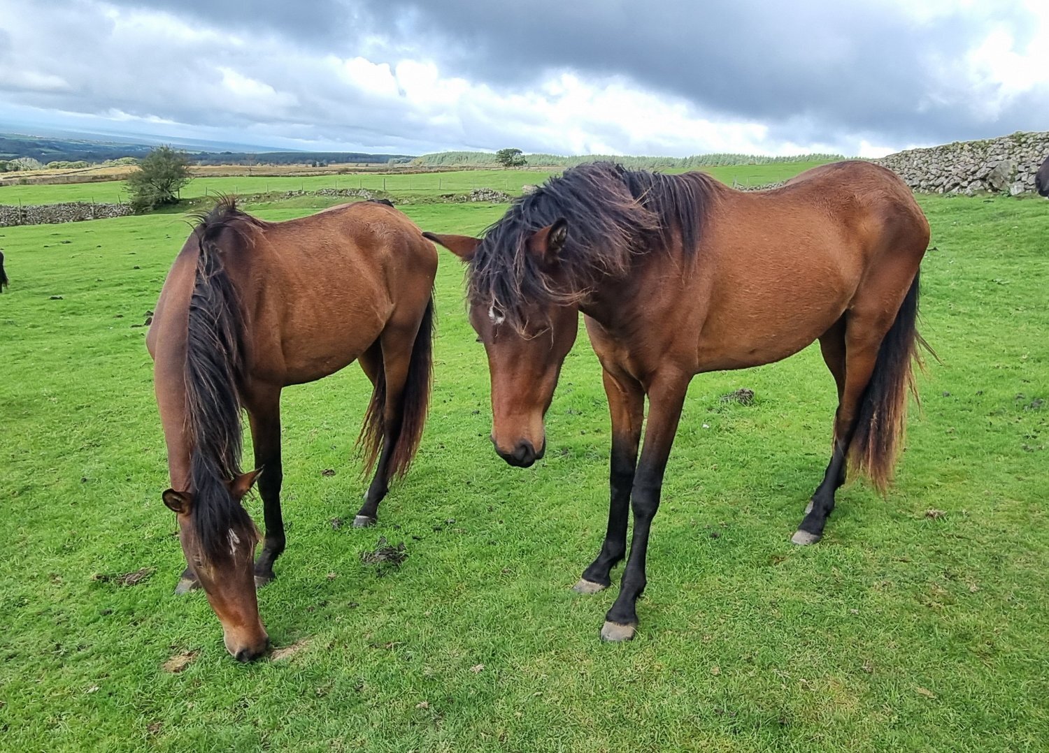 "Various names for 7 horses " Bay Filly Dressage Horse