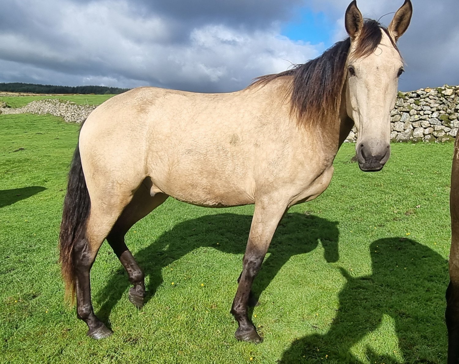 Nether Wasdale "Various names for 7 horses " Bay Filly Dressage Horse