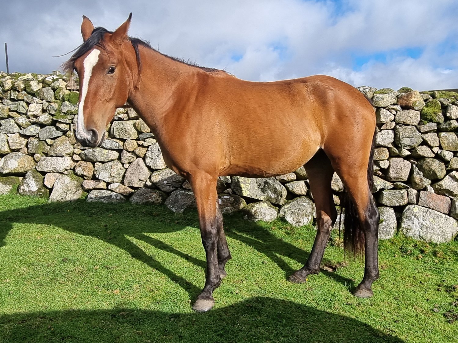 "Various names for 7 horses " Bay Filly Dressage Horse - Horses in Nether Wasdale