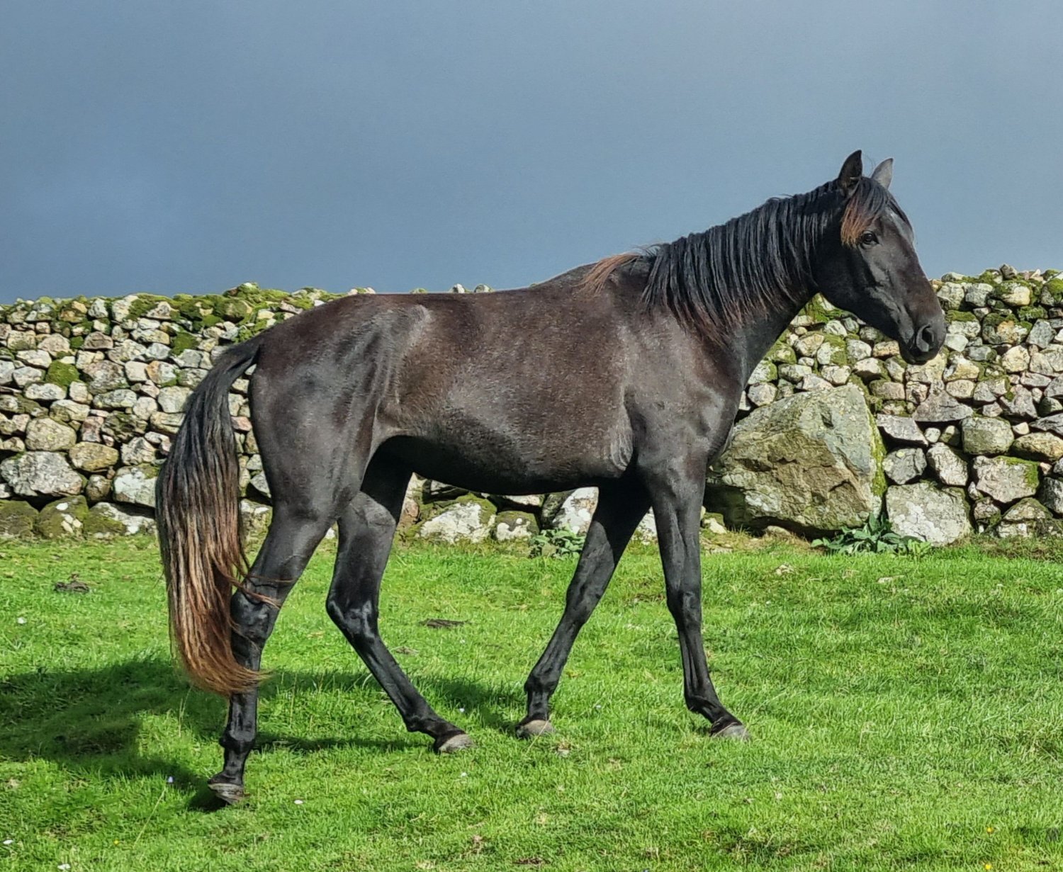 "Various names for 7 horses " Bay Filly Dressage Horse - Horses