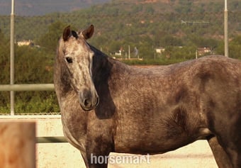 "Rumbosa CVIII" Dapple Grey Mare All Rounder