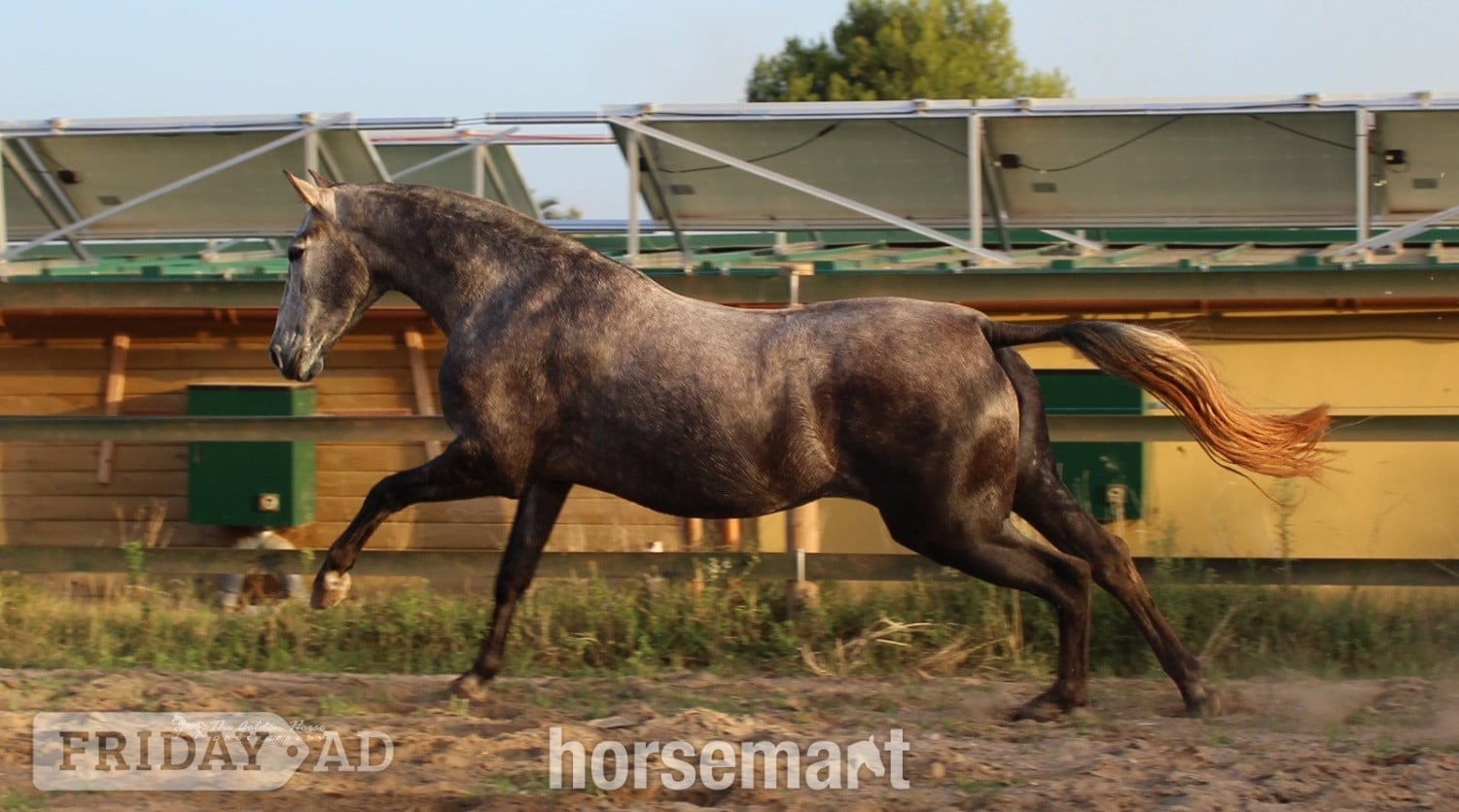 Knocknagoshel "Rumbosa CVIII" Dapple Grey Mare All Rounder