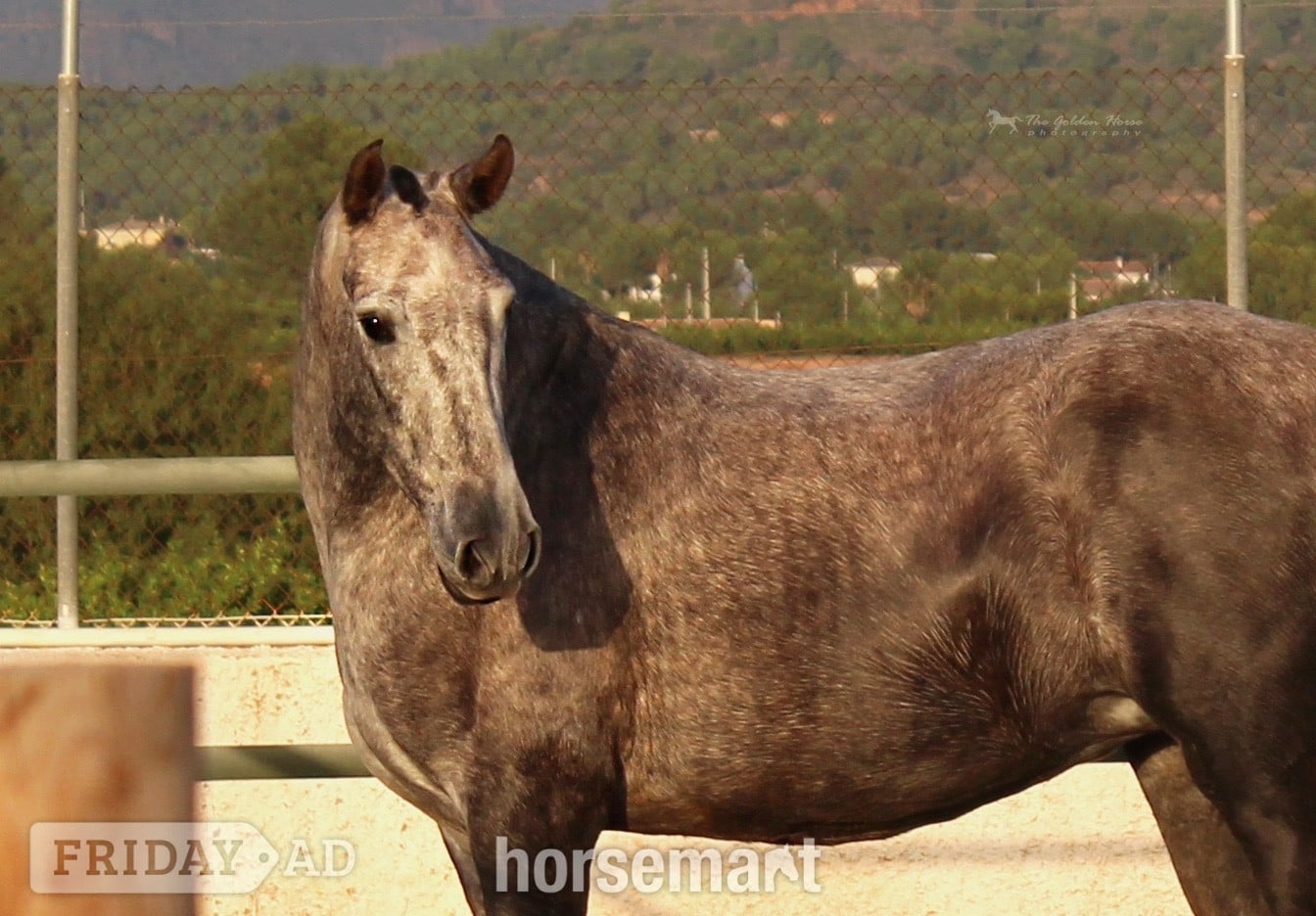 "Rumbosa CVIII" Dapple Grey Mare All Rounder in Knocknagoshel