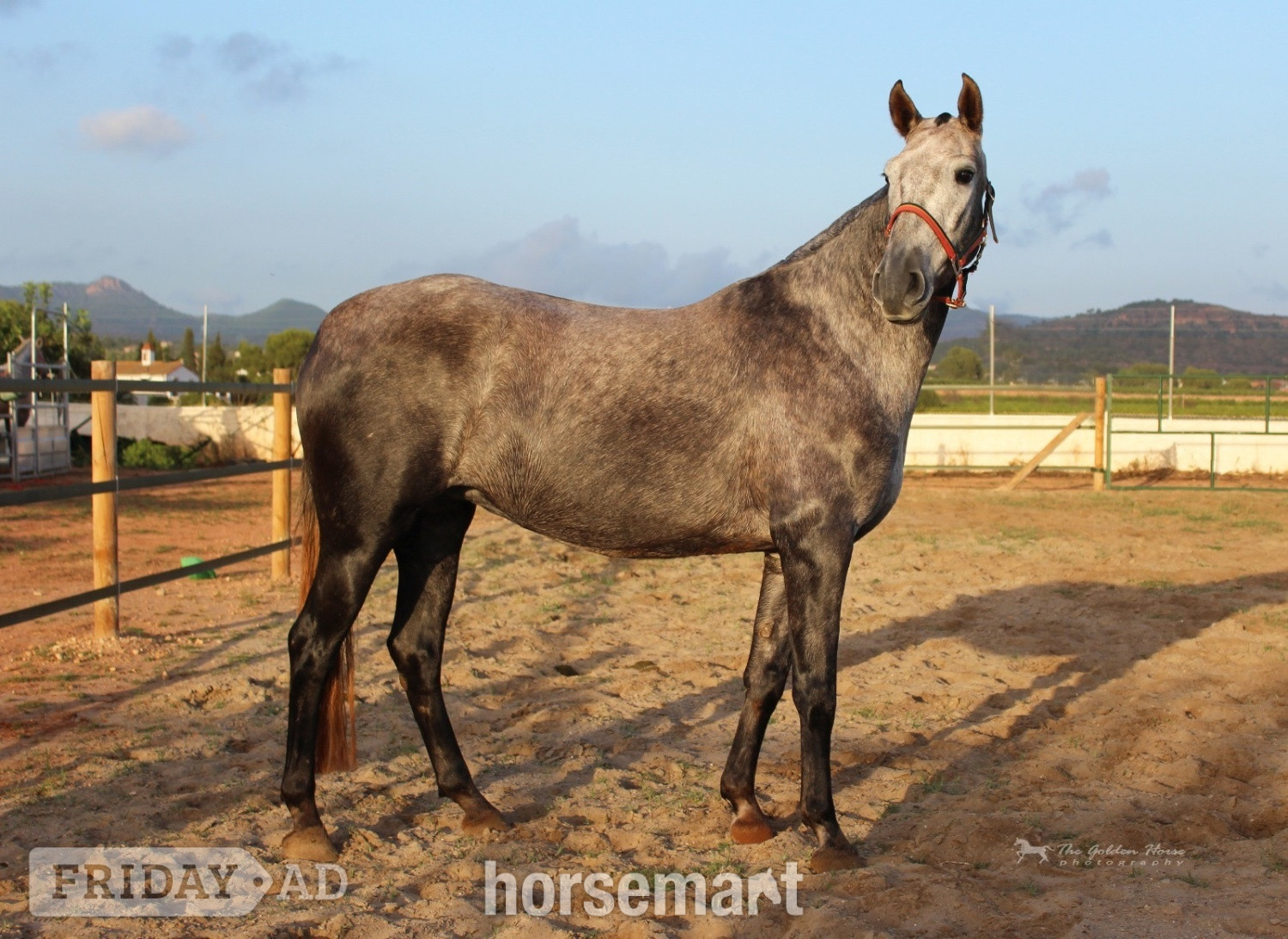"Rumbosa CVIII" Dapple Grey Mare All Rounder