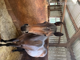 "Lady Of The Glen" Bay Filly All Rounder