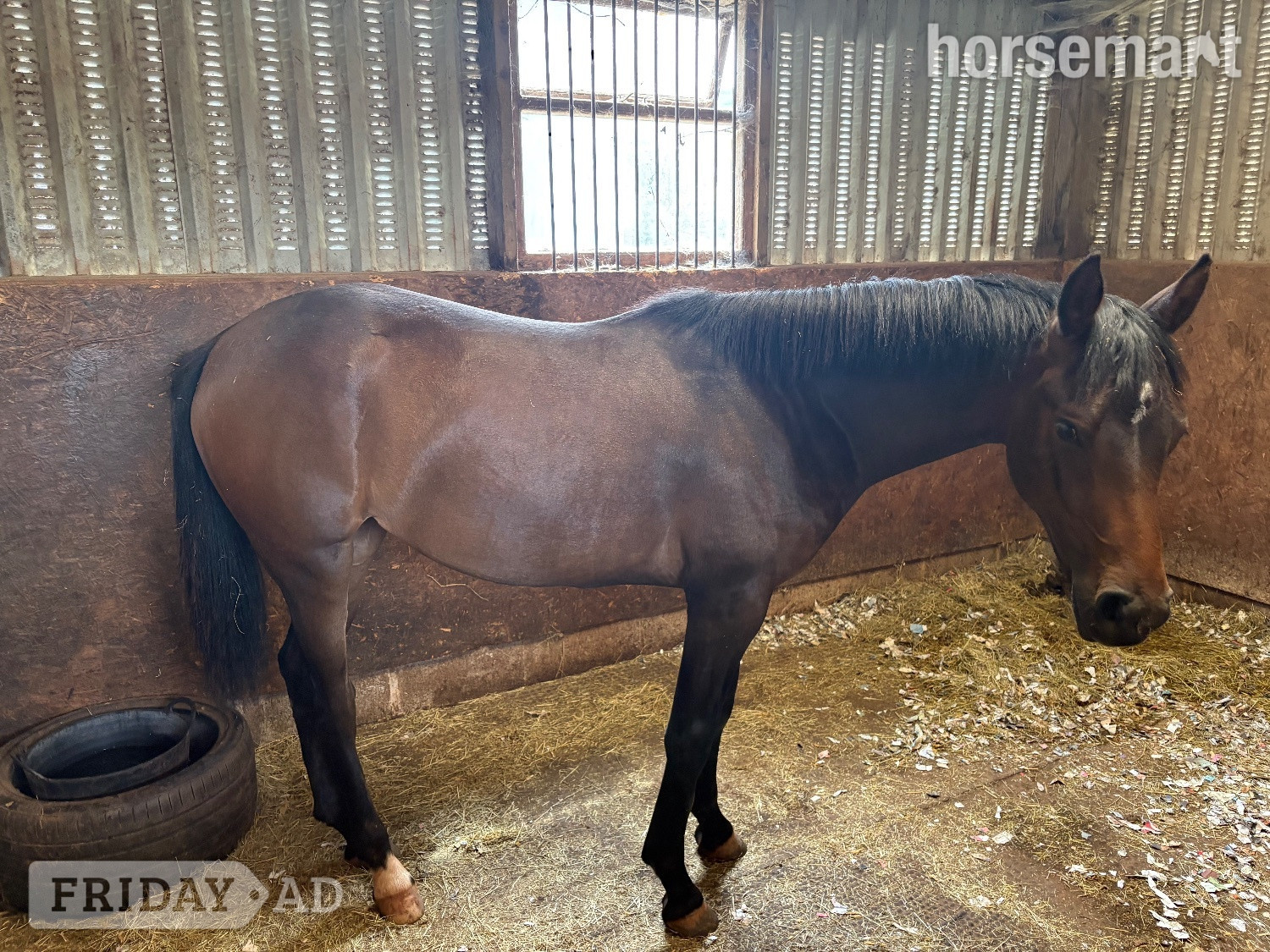 "Lady Of The Glen" Bay Filly All Rounder