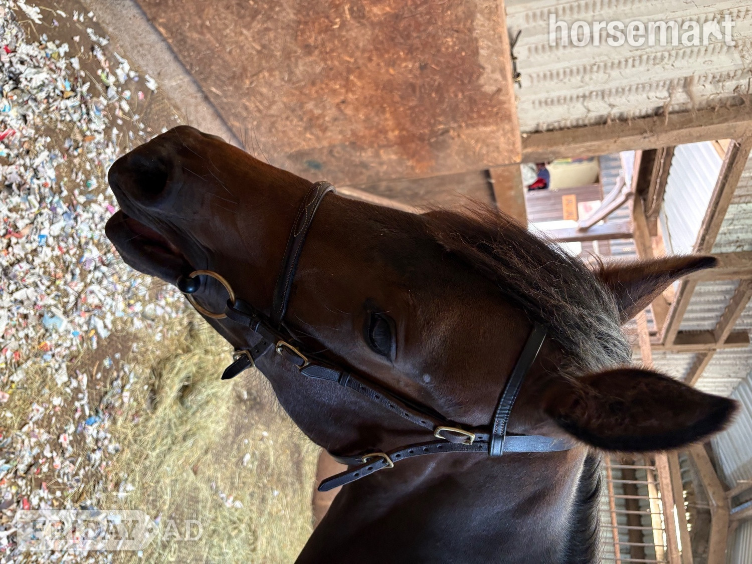 "Lady Of The Glen" Bay Filly All Rounder - Horses in Minehead