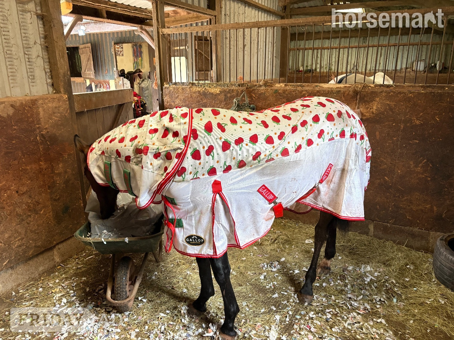 "Lady Of The Glen" Bay Filly All Rounder - Horses