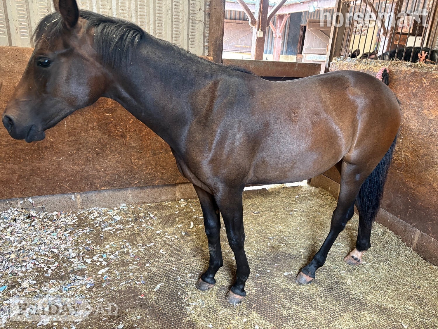 Minehead "Lady Of The Glen" Bay Filly All Rounder