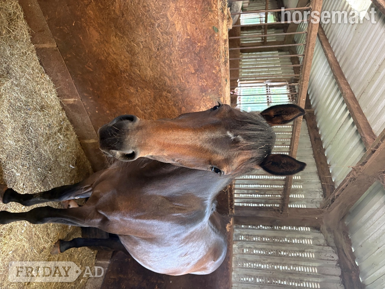 "Lady Of The Glen" Bay Filly All Rounder in Minehead