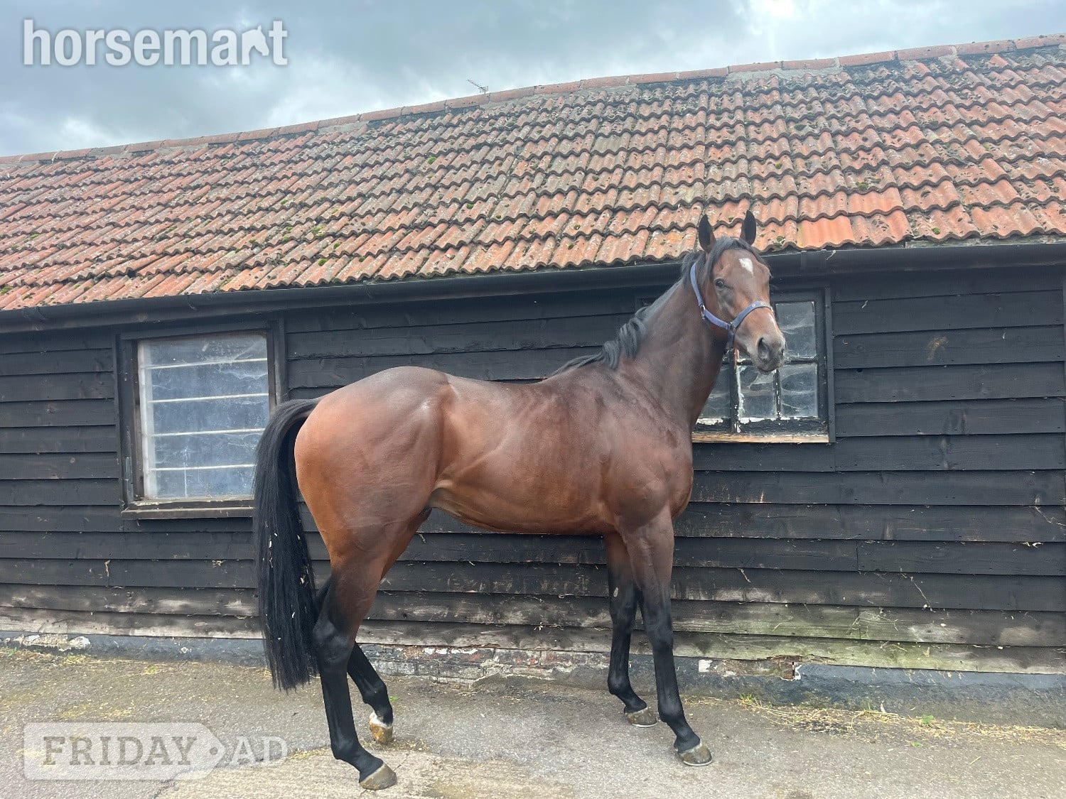 "Luca" Bay Gelding Ex Racehorse in Capel St. Mary