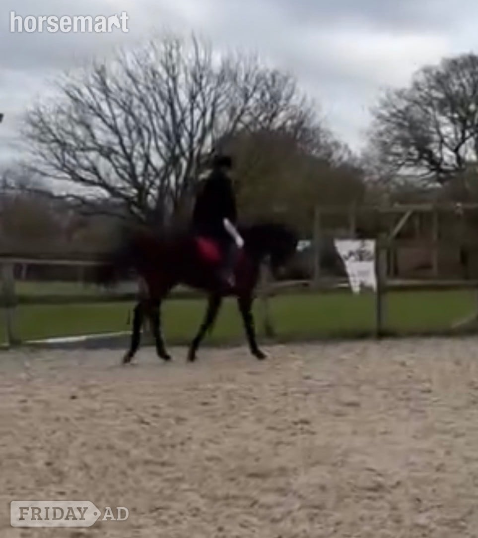 "Luca" Bay Gelding Ex Racehorse