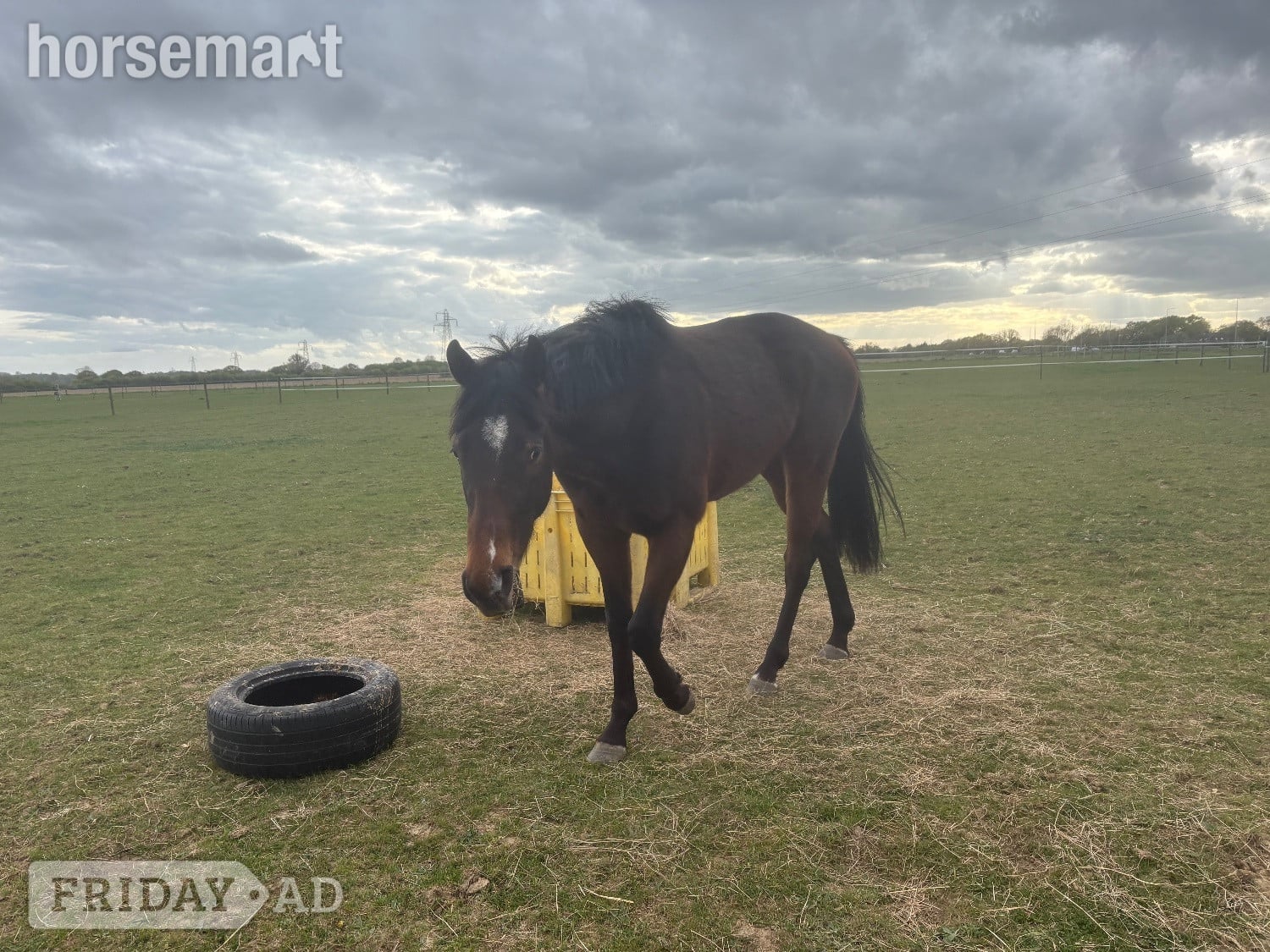 Capel St. Mary "Luca" Bay Gelding Ex Racehorse