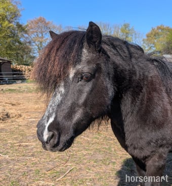 "Teddy" Black Gelding Companion Horse