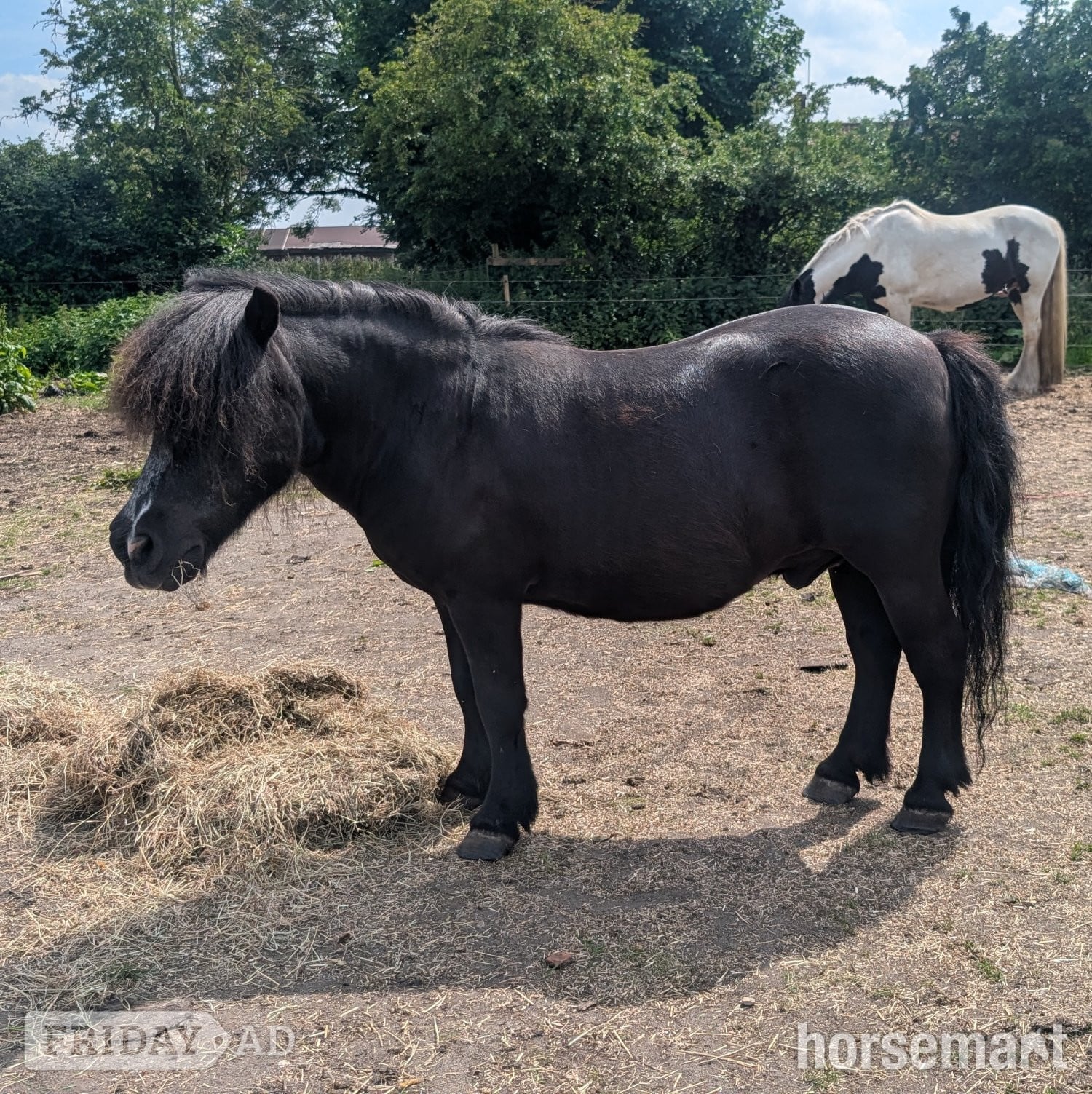 "Teddy" Black Gelding Companion Horse