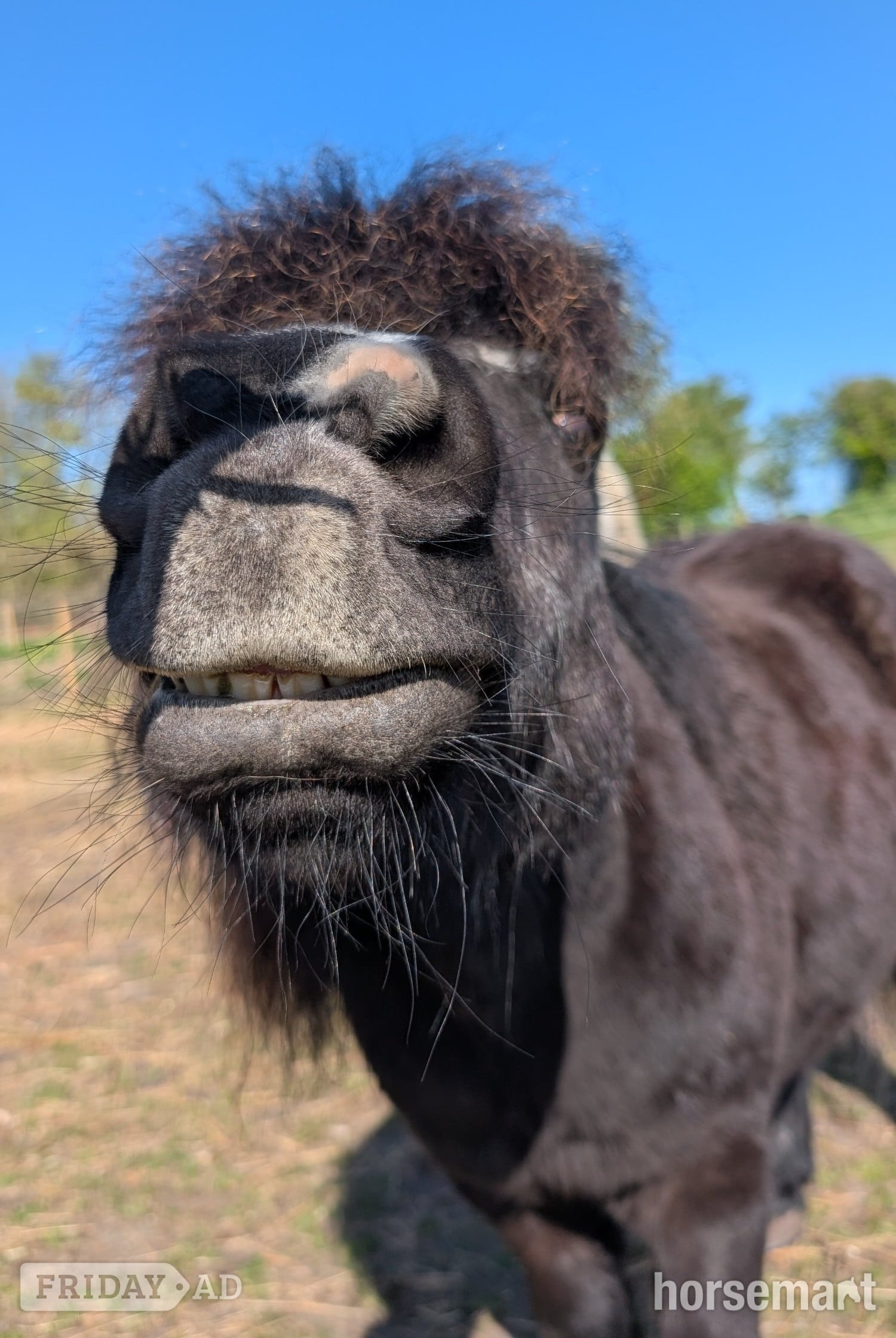 Syderstone "Teddy" Black Gelding Companion Horse