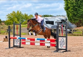 "Tanmy"  Mare All Rounder
