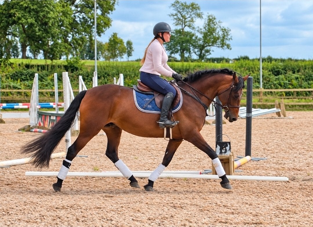 "Tanmy"  Mare All Rounder
