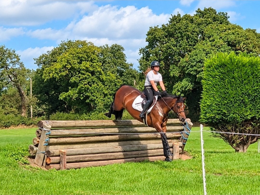 "Tanmy"  Mare All Rounder - Horses