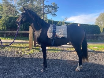 "Mulberry "  Mare All Rounder