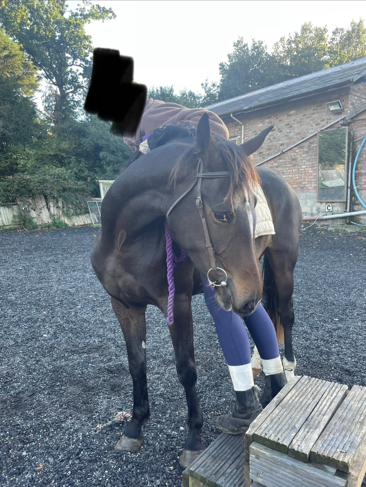 "Mulberry "  Mare All Rounder