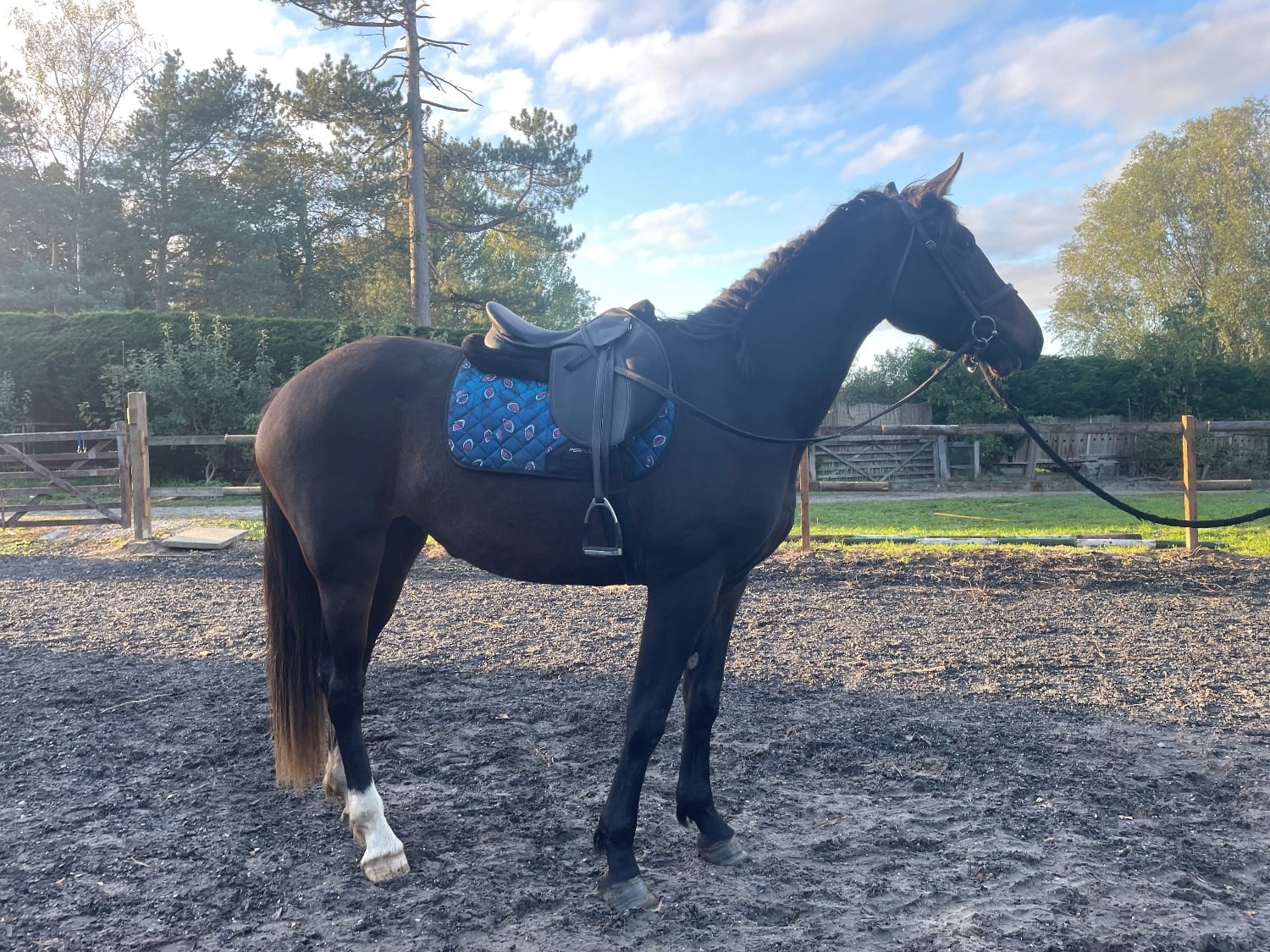 Chester "Mulberry "  Mare All Rounder
