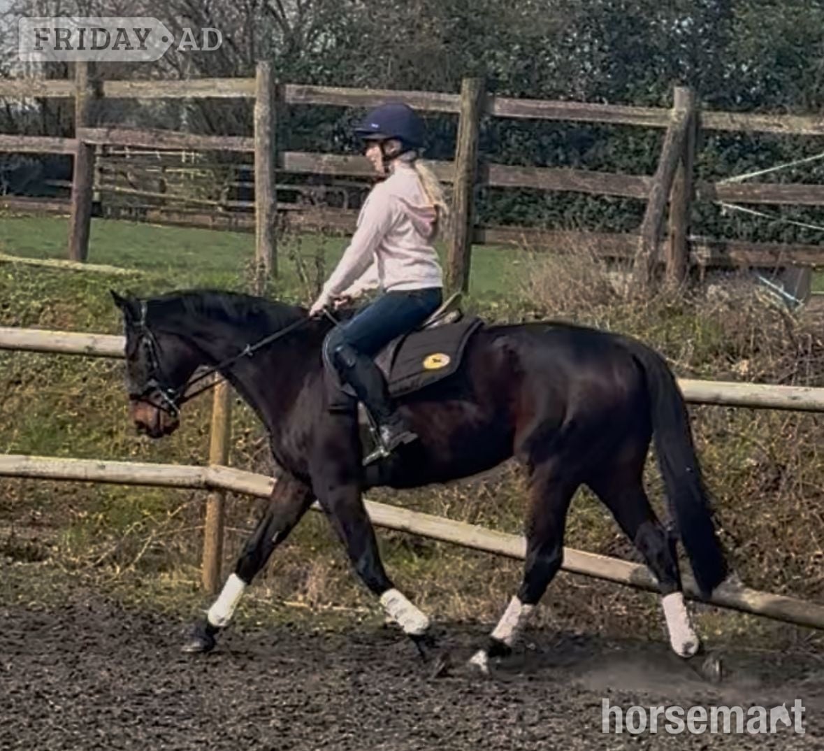 "Terry" Dark Bay Gelding All Rounder