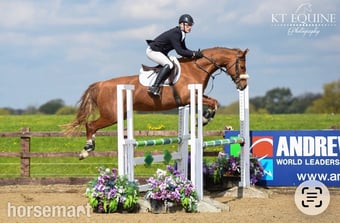 "Frankly Dynamic - Amber" Chestnut Mare Show Jumper