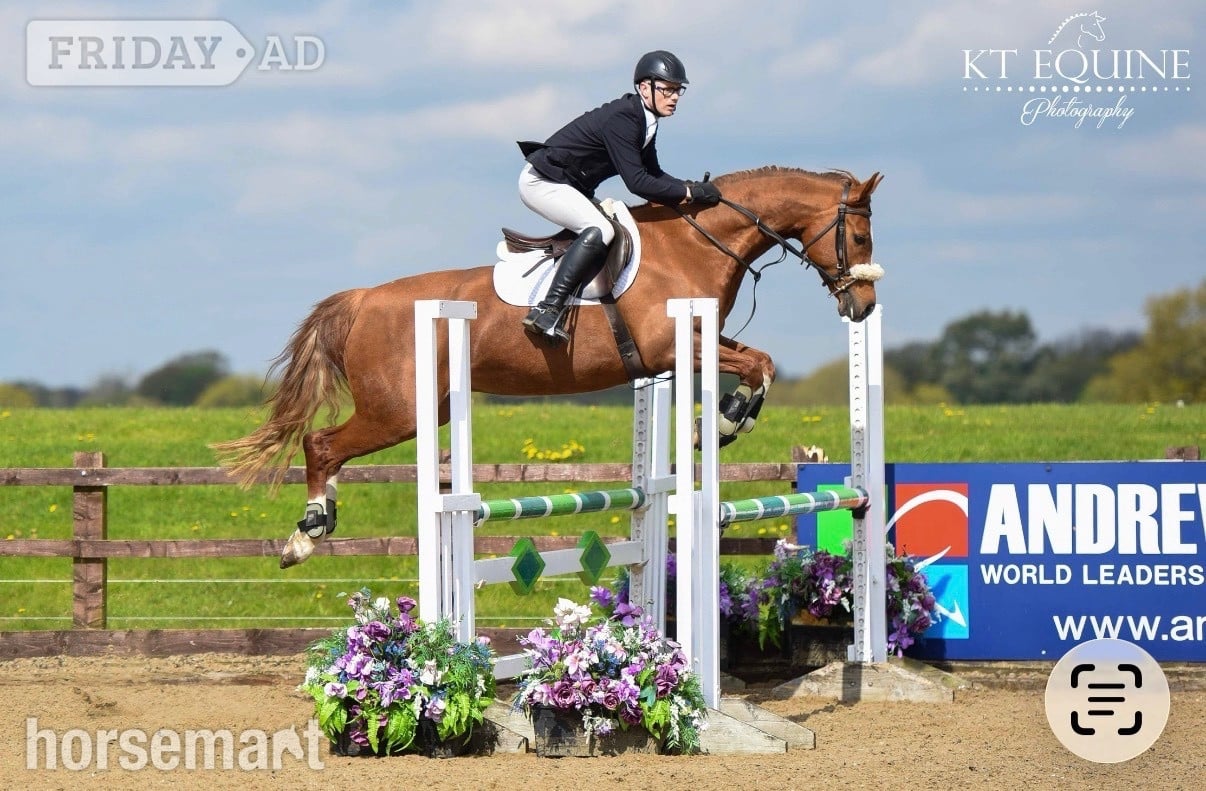 "Frankly Dynamic - Amber" Chestnut Mare Show Jumper in Winsford