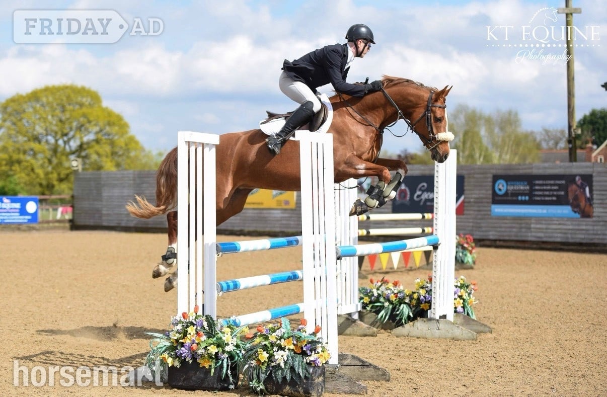 "Frankly Dynamic - Amber" Chestnut Mare Show Jumper