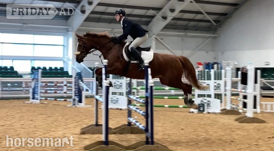Winsford "Frankly Dynamic - Amber" Chestnut Mare Show Jumper