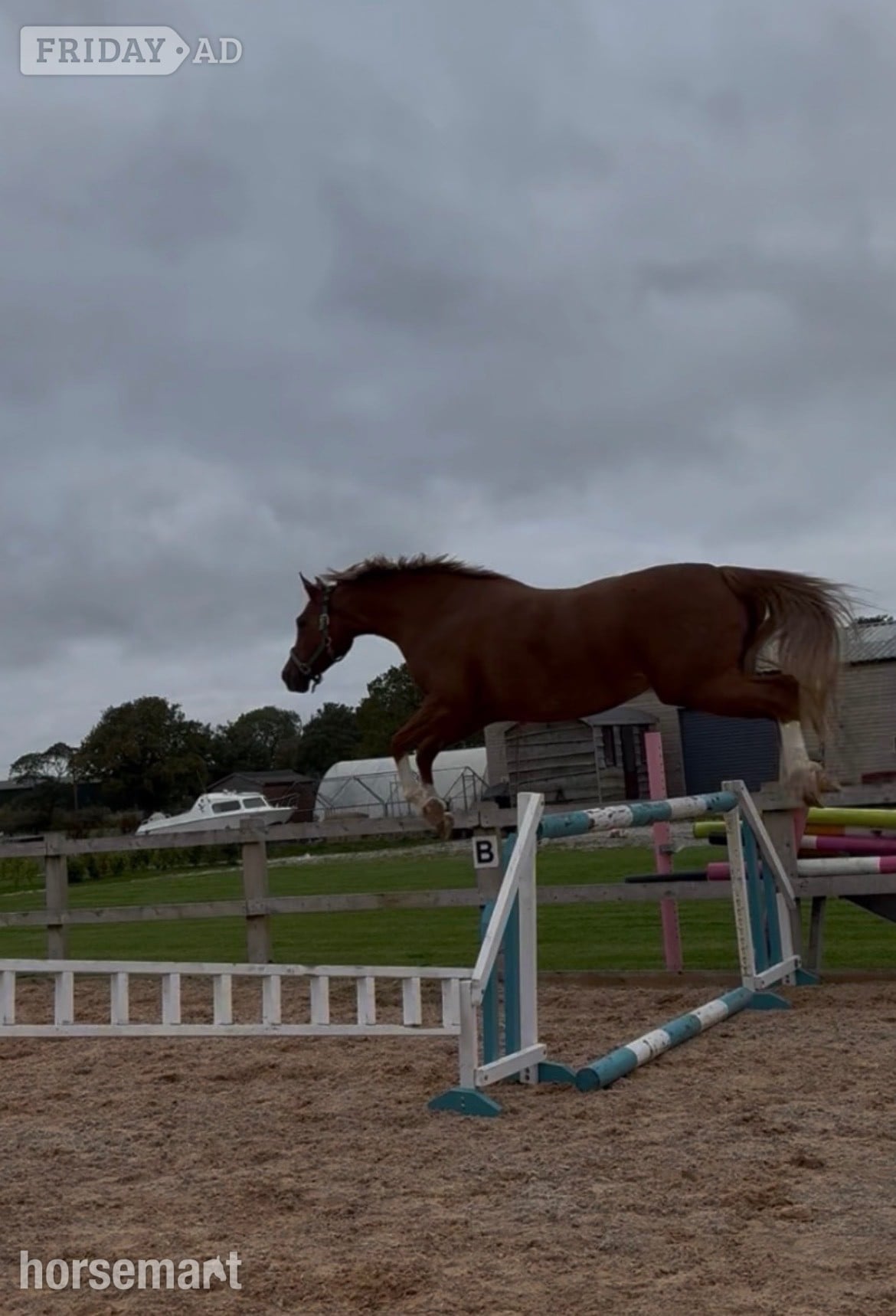 "Frankly Dynamic - Amber" Chestnut Mare Show Jumper - Horses in Winsford