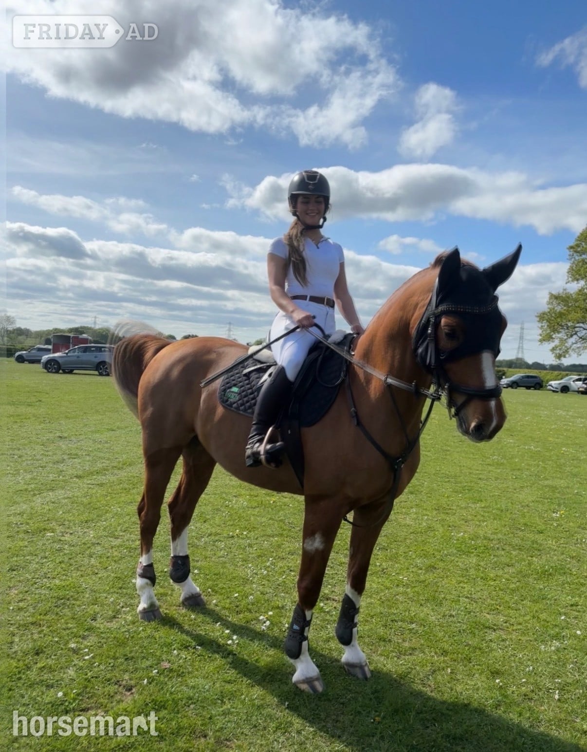 "Frankly Dynamic - Amber" Chestnut Mare Show Jumper - Horses