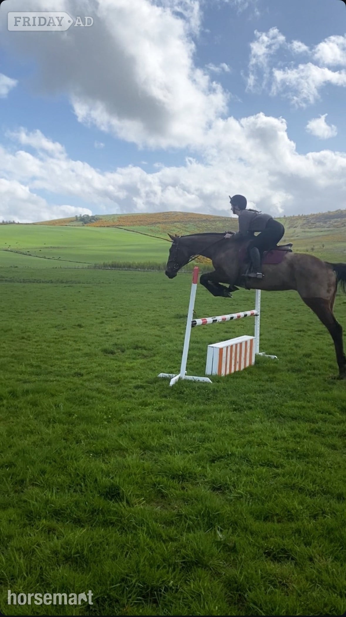 "Buddy" Bay Gelding All Rounder in Huntly
