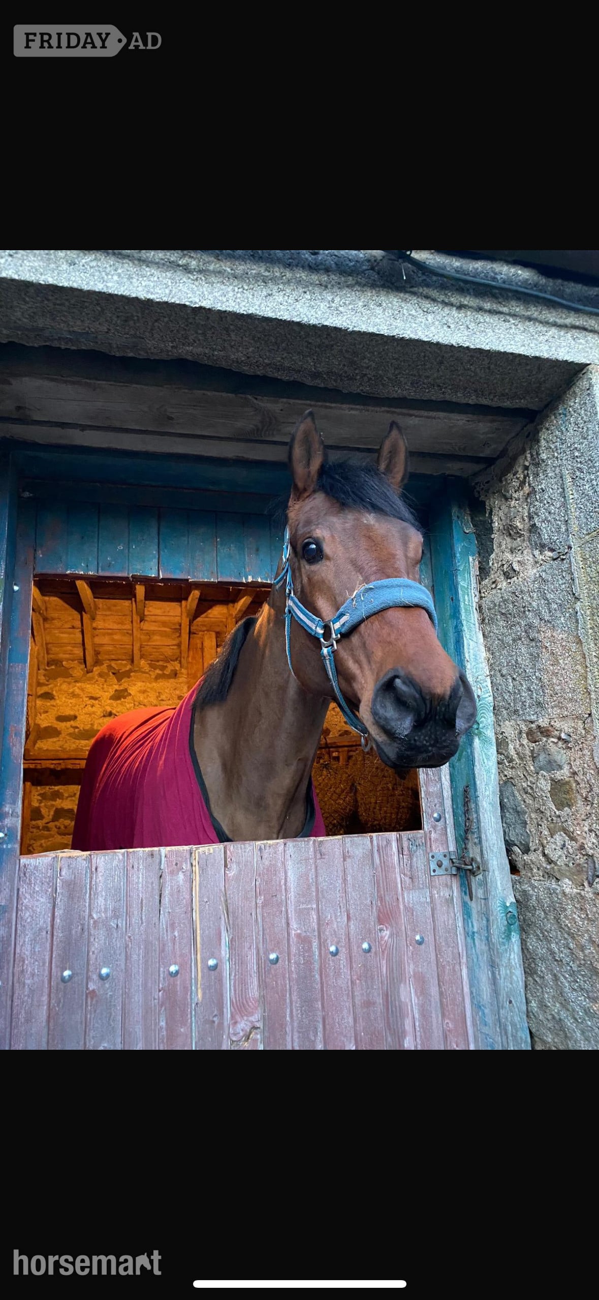 "Buddy" Bay Gelding All Rounder - Horses in Huntly
