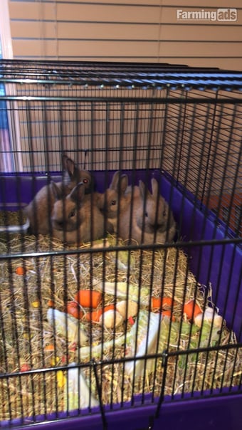 Dwarf rabbits and hutch