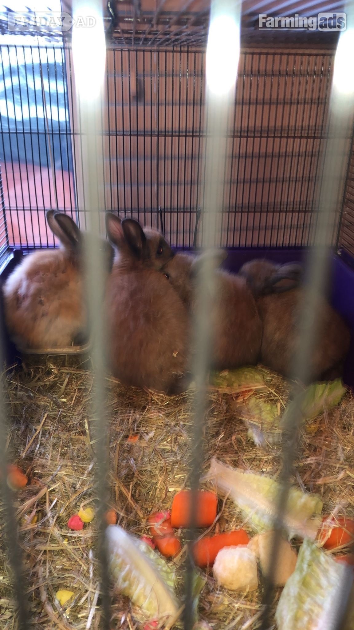 Dwarf rabbits and hutch