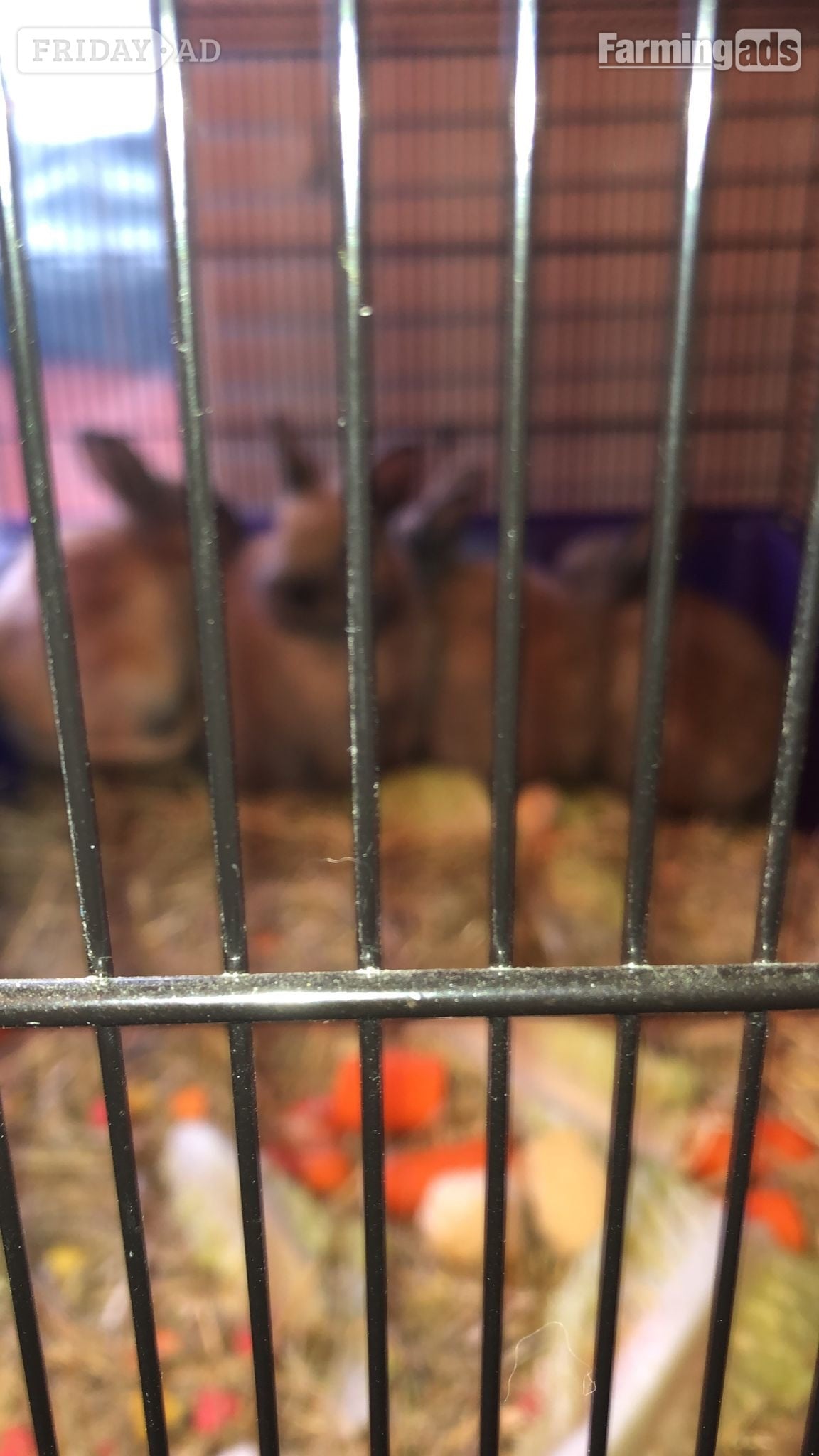 Croydon Dwarf rabbits and hutch