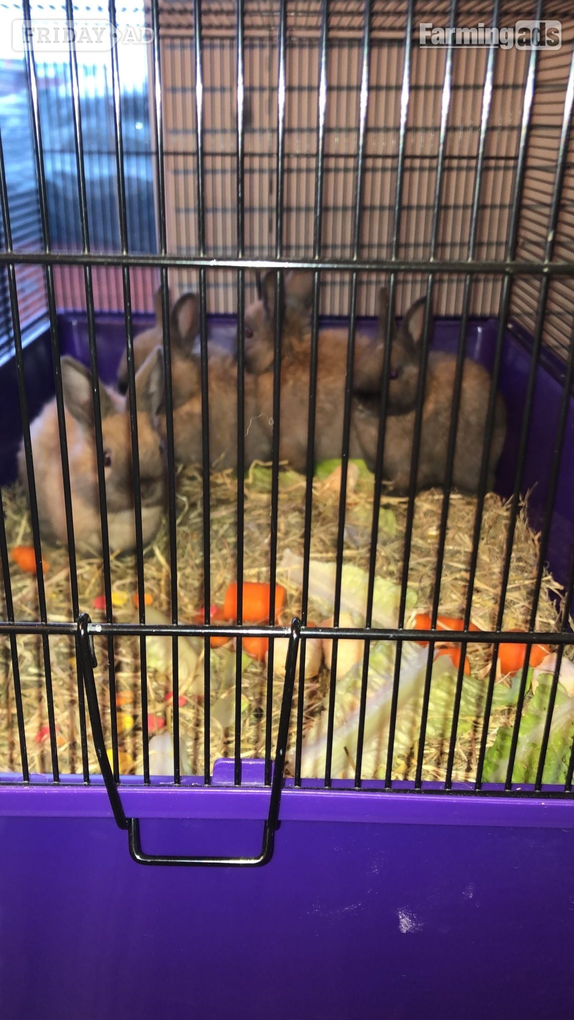 Dwarf rabbits and hutch -  in Croydon