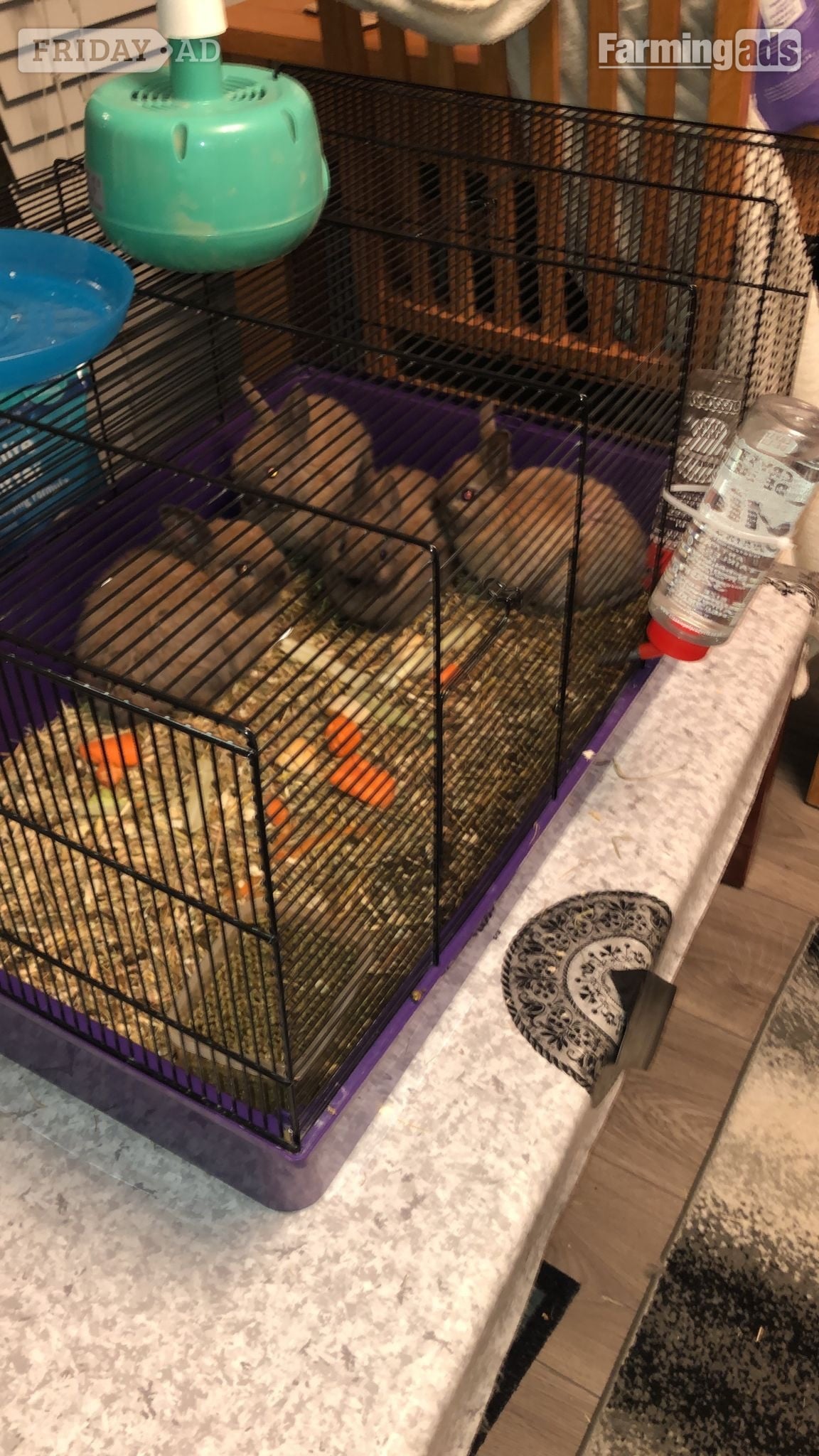 Dwarf rabbits and hutch - 
