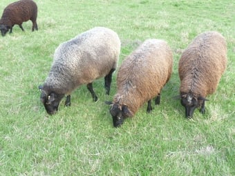 Three Beautiful Gotland Breeding Ewes. Born 2023, '25 and 26.