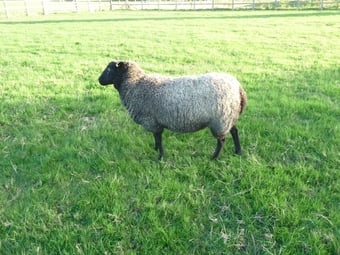 Three Beautiful Gotland Breeding Ewes. Born 2023, '25 and 26.