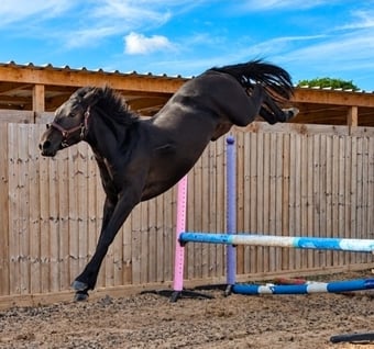 "Cappucino"  Filly Eventer