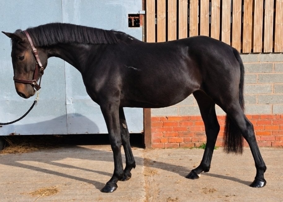 "Cappucino"  Filly Eventer