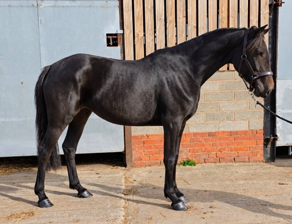 Middlewich "Cappucino"  Filly Eventer