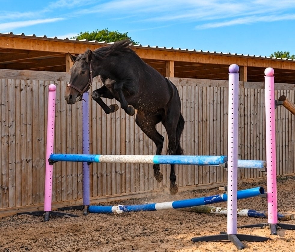 "Cappucino"  Filly Eventer - Horses in Middlewich
