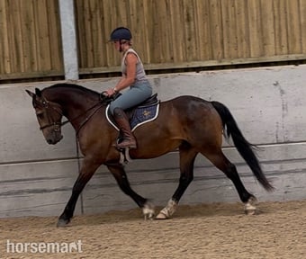 "Brownie " Dun Gelding All Rounder